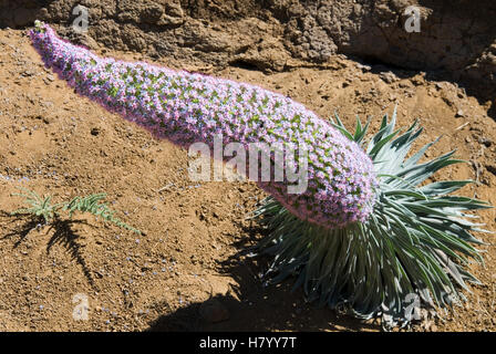 Tenerife Bugloss o torre di gioielli (Echium wildpretii), La Palma Isole Canarie Spagna, Europa Foto Stock