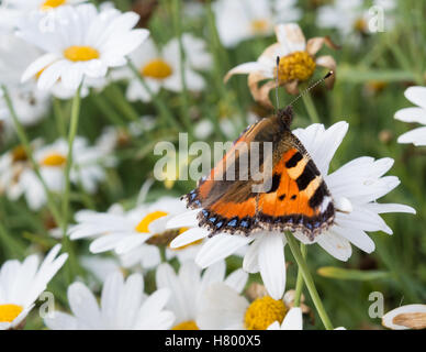 Una piccola tartaruga butterfly su un Daisy bianca Foto Stock