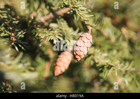 La cicuta abete (Tsuga heterophylla) con i coni. Foto Stock