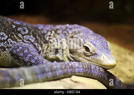 Blu-spotted tree monitor lizard (Varanus macraei). Foto Stock