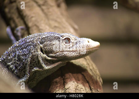 Blu-spotted tree monitor lizard (Varanus macraei). Foto Stock