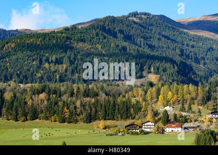 Uttendorf: agriturismi, valle della Salzach, prato, vacche, del Pinzgau, Salisburgo, Austria Foto Stock