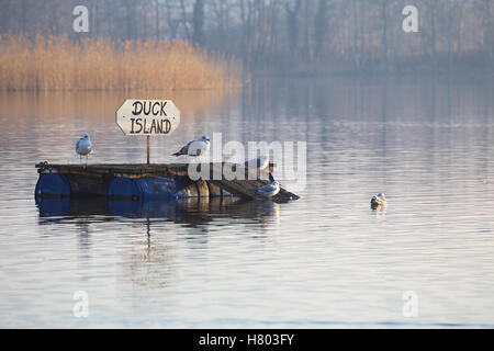 Duck isola abitata da gabbiani reali (Larus argentatus) e nero intitolata gabbiani (Chroicocephalus ridibundus). Foto Stock