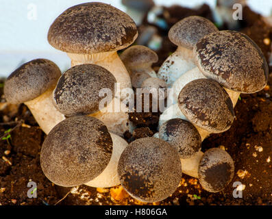 Gruppi di coltivazione di funghi cardoncelli su uno sfondo bianco. (Shallow focus) Foto Stock