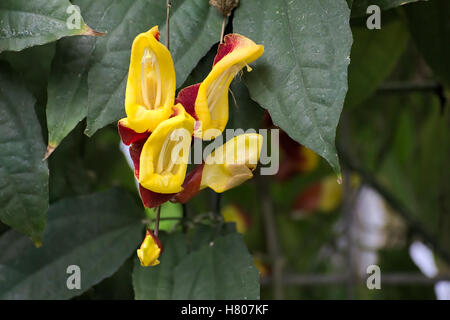 Blossoms di Mysore trumpetvine (Thunbergia mysorensis). Foto Stock