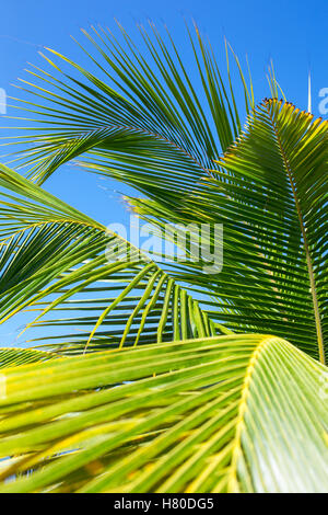 Foglie di palmo close-up sul cielo blu sullo sfondo Foto Stock