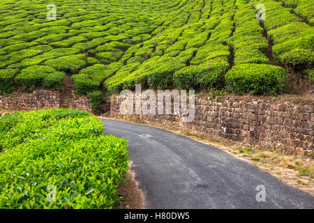 Svuotare la strada attraverso le piantagioni di tè in Munnar, India Foto Stock