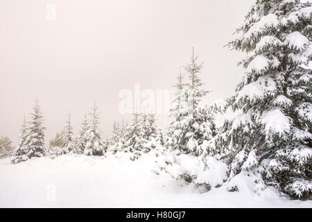 Beautiful winter landscape with snow covered trees Foto Stock