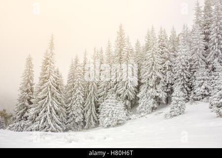 Incantevole paesaggio invernale con coperta di neve alberi Foto Stock