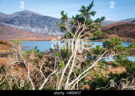 Un malconce gorse bush vicino al Loch Stack con Arkle in background. Foto Stock