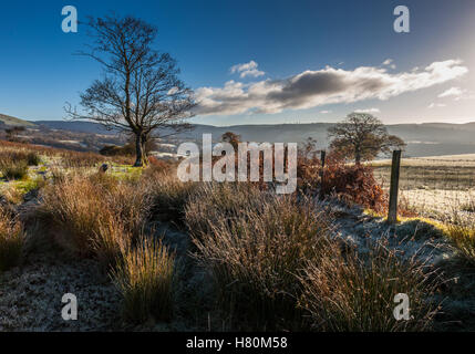 Un Lone Tree in un gelido paesaggio vicino Cynghordy, Carmarthenshire, Galles Foto Stock