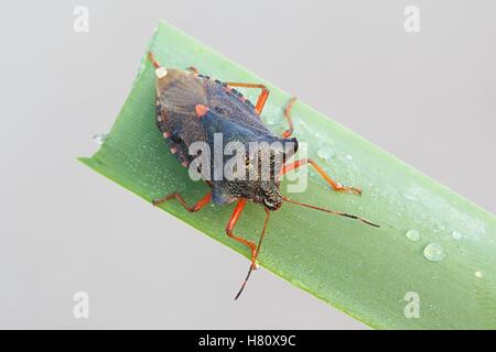 Red-gambe Shieldbug, conosciuta anche come foresta di bug, Pentatoma rufipes, un giardino di Pest Foto Stock