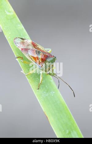 Protezione di betulla Bug, Elasmostethus interstinctus Foto Stock