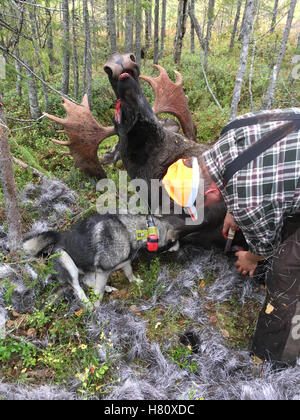 Brattfors,Svezia - 24 Settembre 2016: Locale alci cacciatore e il suo cane con un caduto alce Foto Stock