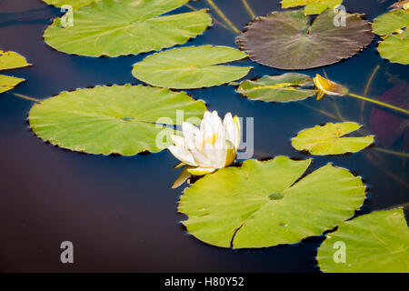 Europeo di ninfea bianca o Nenuphar fiore foglie galleggianti Foto Stock