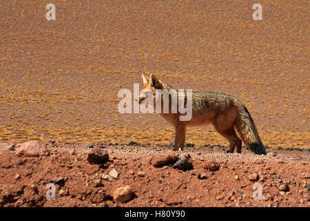 Fox andina, lycalopex culpaeus, noto anche come zorro culpeo. Deserto di Atacama, Cile Foto Stock
