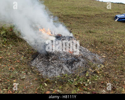 I larici Detling Kent England Regno Unito SSSI Foto Stock