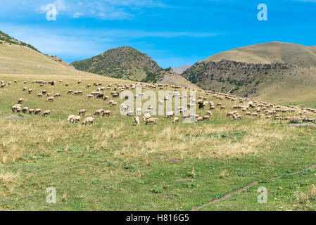 Pecore al pascolo, Ile-Alatau National Park, Tien Shan montagne, Assy altopiano, Almaty in Kazakistan e in Asia centrale Foto Stock