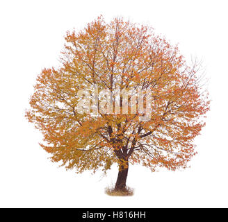 Autunno albero rosso con sfondo bianco e prato Foto Stock