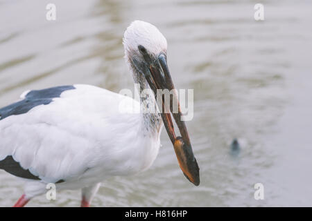 Messa a fuoco ravvicinata sulla testa di uccello bianco chiamato Asian Openbill o aprire fatturati cicogna. Cattura di uccelli crostacei da acqua di fango. Foto Stock