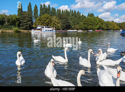 Swans sul Tamigi a Kingston Upon Thames, Inghilterra Regno Unito Regno Unito Foto Stock