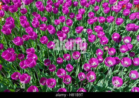 I tulipani, fiore-letto con i tulipani a fioritura di diverse forme e colori, la prima molla tulipani nel parco Foto Stock