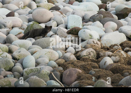 La Russia, isole Curili, Yankicha isola. Wild Arctic Fox sulla rocciosa spiaggia remota, specie introdotte (Vulpes vulpes lagopus), blu morph. Foto Stock