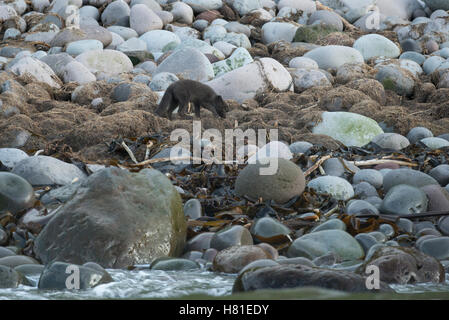 La Russia, isole Curili, Yankicha isola. Wild Arctic Fox sulla rocciosa spiaggia remota, specie introdotte (Vulpes vulpes lagopus), blu morph. Foto Stock