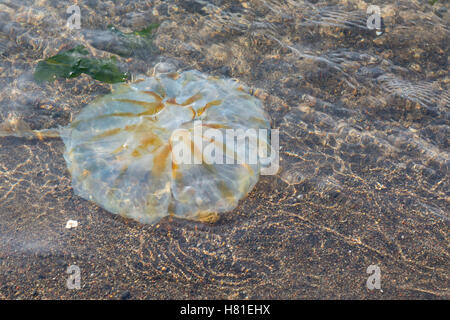 Alaska, Isole Aleutine catena di isole, isole di ratto, Kiska Isola (isole Aleutian Wilderness Area) meduse. Foto Stock