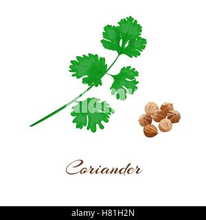 Il coriandolo o il coriandolo. Foglie e semi. Isolato su bianco. Illustrazione Vettoriale. Illustrazione Vettoriale
