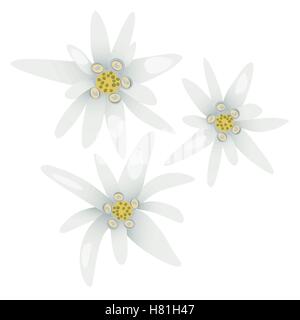 Edelweiss fiori. Leontopodium alpinum. Il simbolo delle Alpi isolato Illustrazione Vettoriale