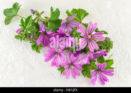 Malva Sylvestris, malva, bouquet di fiori in tessuto bianco Foto Stock