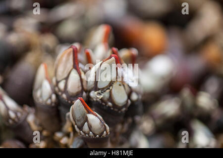 Pollicipes pollicipes, percebes, a collo di cigno cirripedi piatti di pesce sul mercato in Setubal, Portogallo, Europa Foto Stock