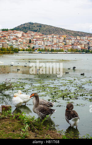 Veduta della citta di Kastoria, con anatre e il lago, Grecia Foto Stock