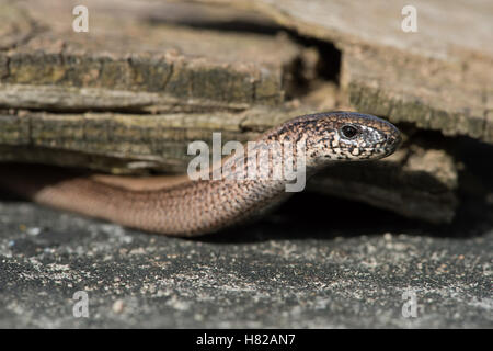 Slow Worm (Anguis fragilis) Foto Stock