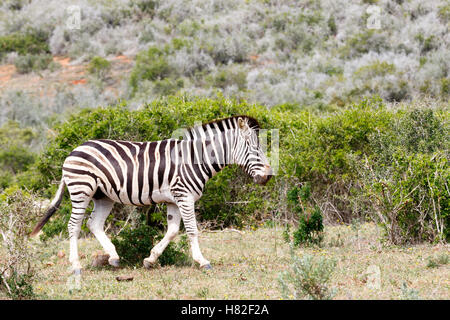 Zebra a piedi dalla tribù con la sua testa in basso e molto turbato. Foto Stock