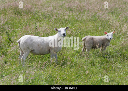Pecore in un campo di erba Foto Stock