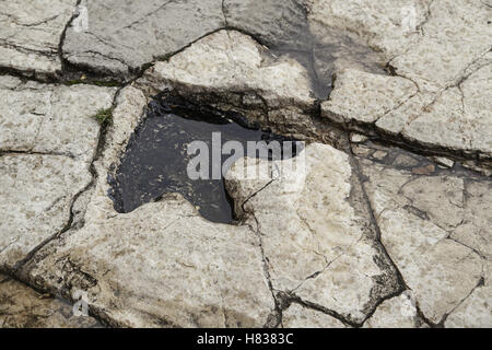 Impronta di dinosauro su pietra, animali estinti Foto Stock