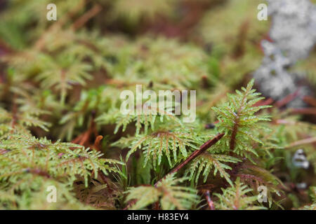 Macro shot di stairstep moss (Hylocomium splendens). Foto Stock