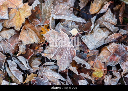 Brown, caduti sycamore (Acer pseudoplatanus) lascia tingono di gelo nel tardo autunno / inizio inverno in un giardino inglese Foto Stock