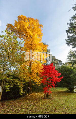Il rosso e il giallo i colori autunnali di aceri giapponesi (Acer palmatum) a Westonbirt Arboretum vicino a Tetbury, Gloucestershire, Regno Unito Foto Stock