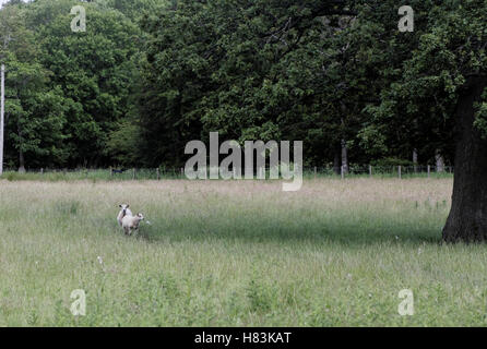 Pecore in un campo di erba Foto Stock