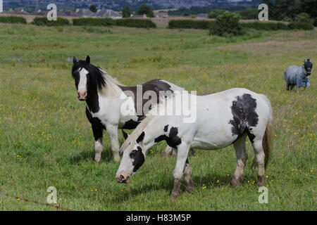 I cavalli in un campo pezzati Foto Stock