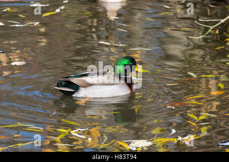 Un maschio di Mallard Duck in autunno. Foto Stock
