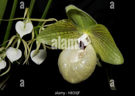 Lady Slipper Orchid. Pianella della Madonna Orchid. Jade Slipper Orchid. Paphiopedilum malipoense. Orchid flower show. Dal Miami Vall Foto Stock