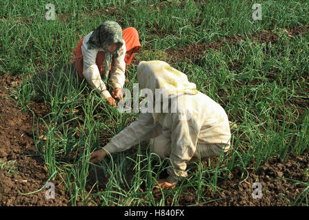 Gli agricoltori che lavorano in azienda di cipolla. Maharashtra, India Foto Stock