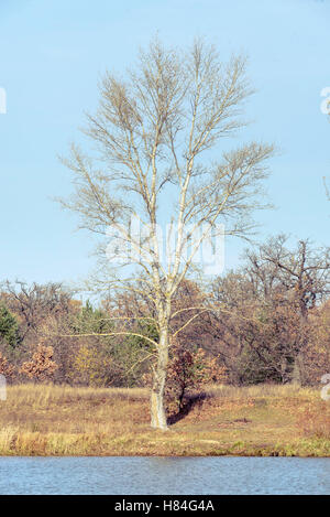 Vista di un pioppo bianco albero vicino al fiume Dnieper in autunno Foto Stock