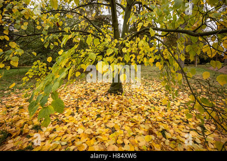 Gloucestershire, Regno Unito. 9 Novembre, 2016. Acer Pensylvanicum Striped acero. Autunno colori forestale a Westonbirt Arboretum Credito: Guy Corbishley/Alamy Live News Foto Stock