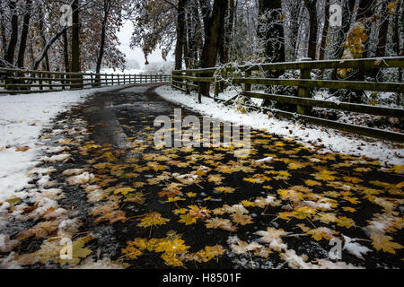 Leeds, West Yorkshire, Regno Unito. Il 9 novembre 2016. Regno Unito meteo. Incontra AUTUNNO INVERNO: Foglie di autunno ancora fresco sul terreno come fino a 5 cm di neve che ha colpito il Yorkshire, Burley in Wharfedale, UK. Rebecca Cole/Alamy Live News Foto Stock