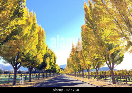 Oakville, CA, Stati Uniti d'America. 4 Novembre, 2016. Unità Acacia che portano a far niente winery di Oakville è inondato con colore. © Napa Valley Register/ZUMA filo/Alamy Live News Foto Stock
